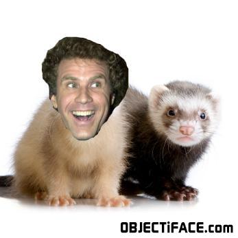 Ferret