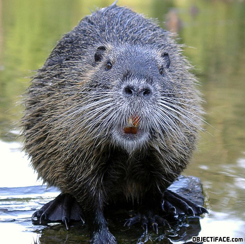 Beaver_looking_camera_1_