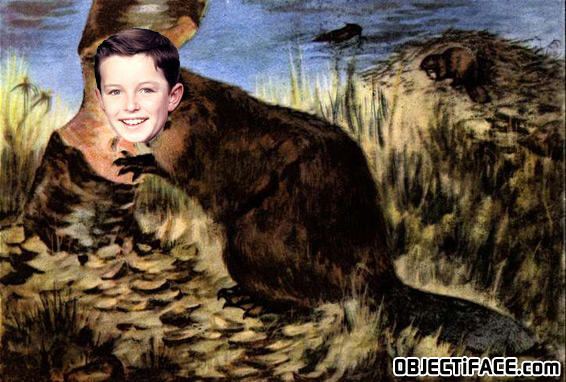 Beaver