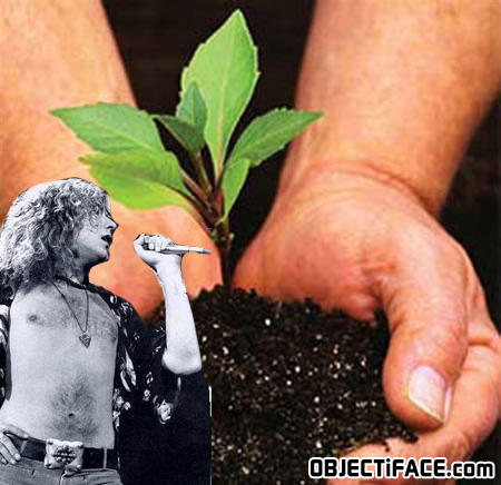 Robertplant