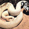 Whitesnake